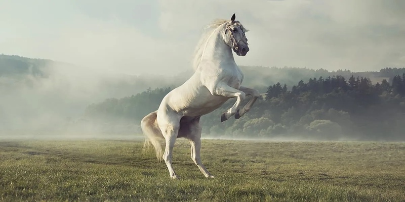 Mơ thấy ngựa trắng có ý nghĩa như thế nào