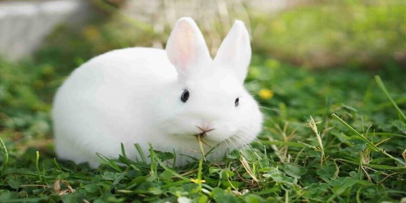 Mơ thấy thỏ trắng có ý nghĩa gì