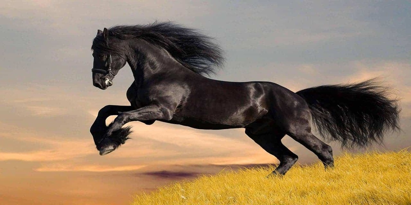 Ý nghĩa của giấc mơ thấy ngựa